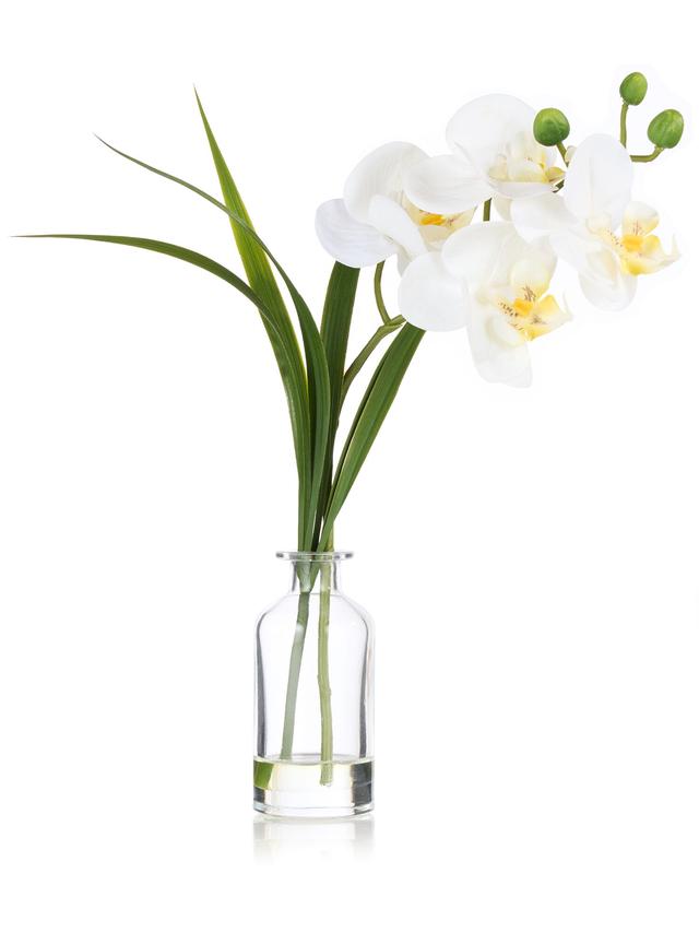 Orchidee Phalaenopsis inkl. Glasvase, 28 cm