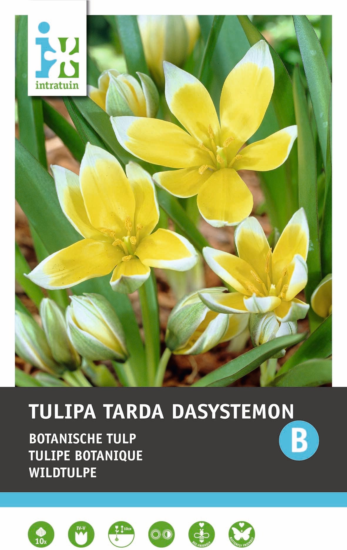 Intratuin bloembollen Tulp (Tulipa 'Tarda Dasystemon')10 stuks