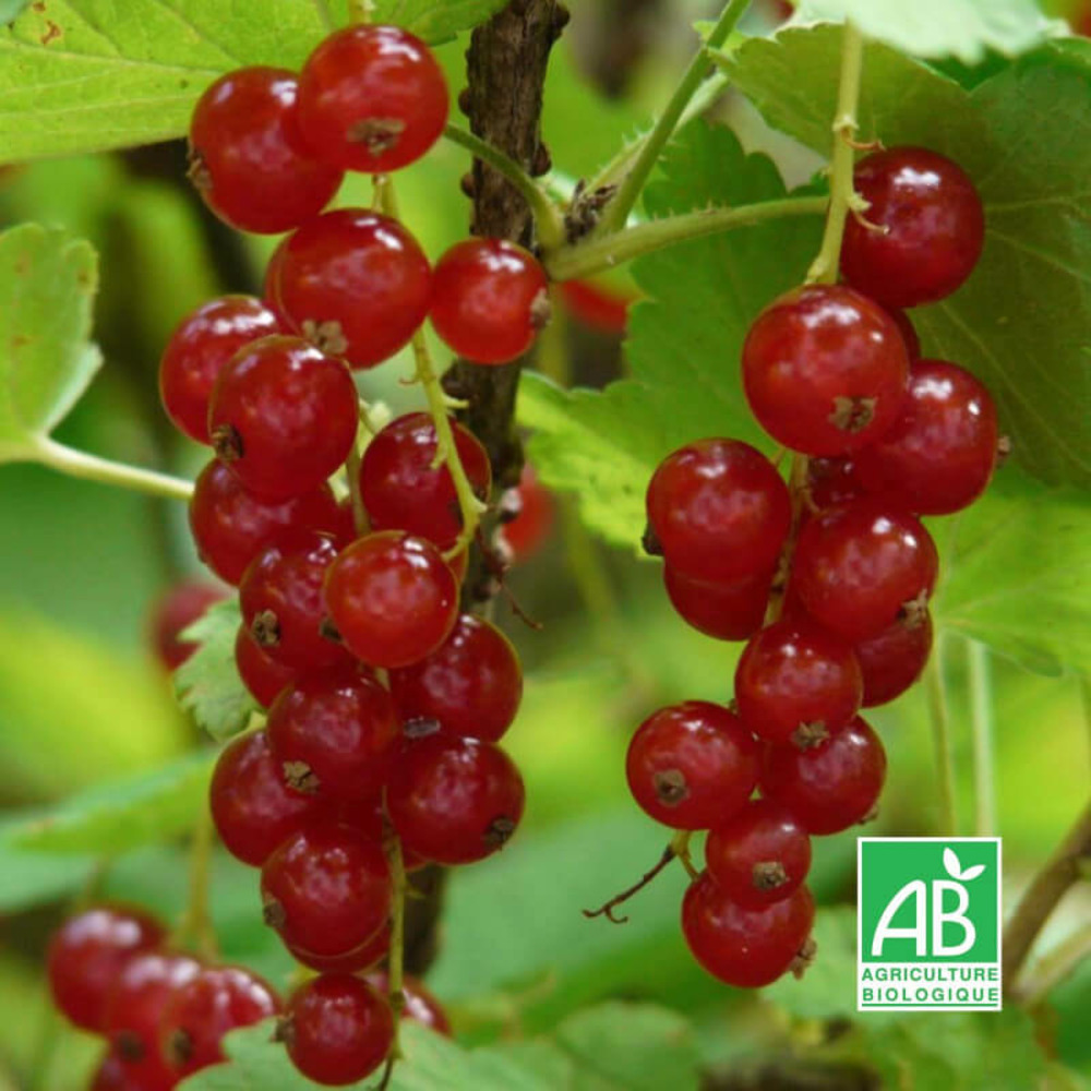 Groseillier à grappes rouges 'rovada' bio - godet 9cm