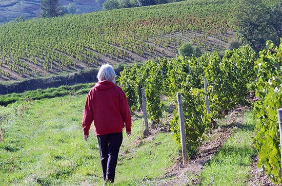 Wein selber machen in Zürich – Weinwissen mit Genuss
