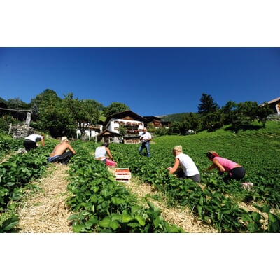 Erdbeer-Fruchtaufstrich aus Südtirol