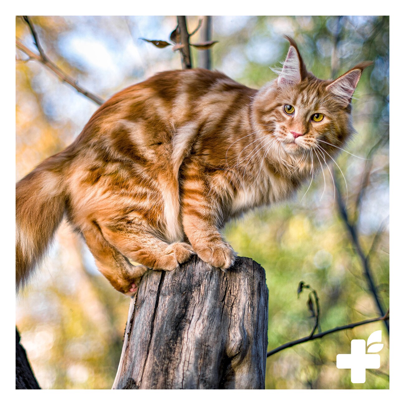 REAVET Gelenk Complex Pulver Katzen 50g
