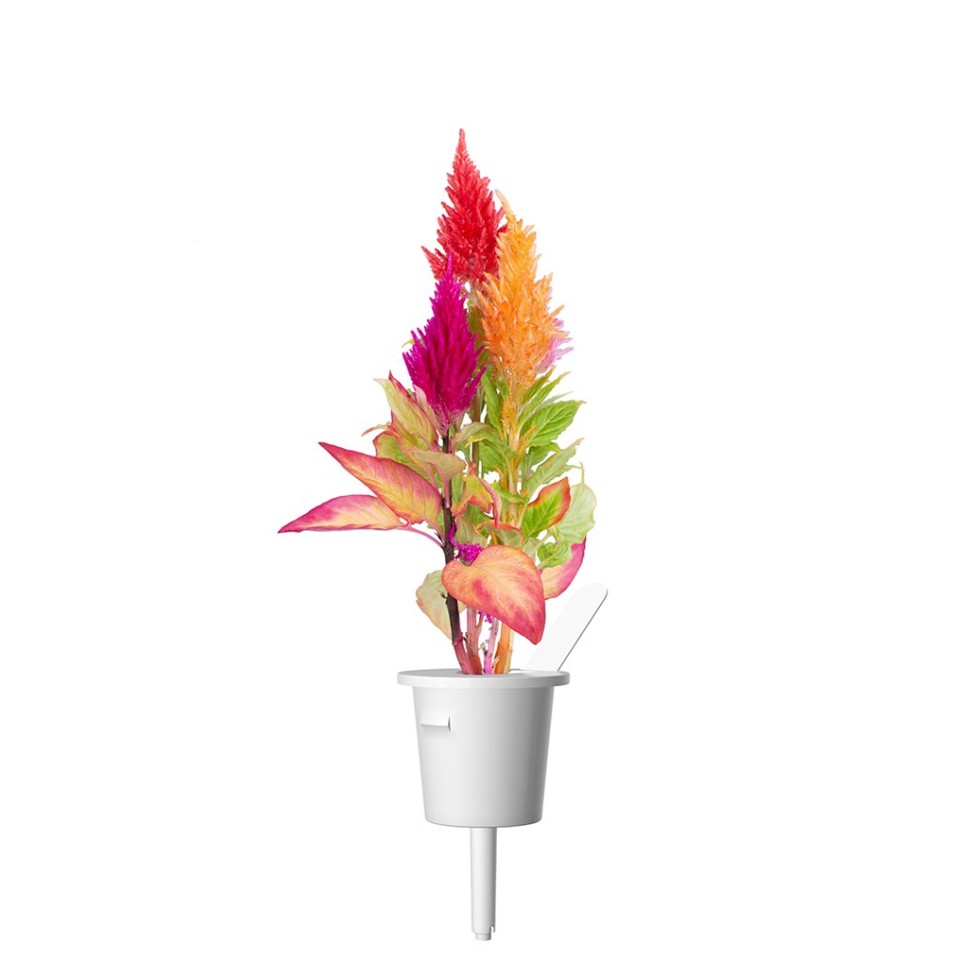 Click and Grow - Smart Garden Refill 3-pack Cockscomb