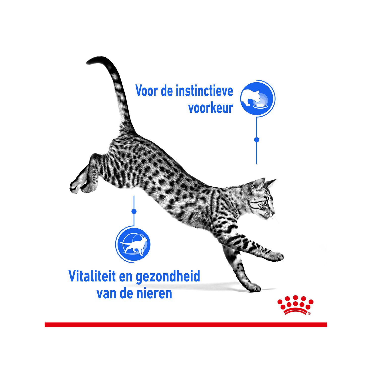 Royal Canin Sterilised Indoor 7+ in Gravy - Kattenvoer