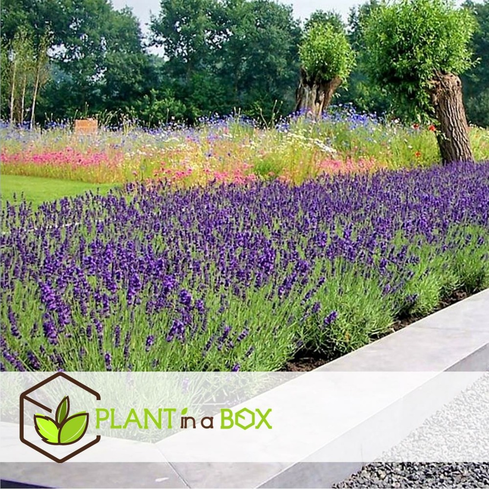 Lavandula angustifolia - x12 - plante de lavande - pot 10.5cm - hauteur 10-15cm