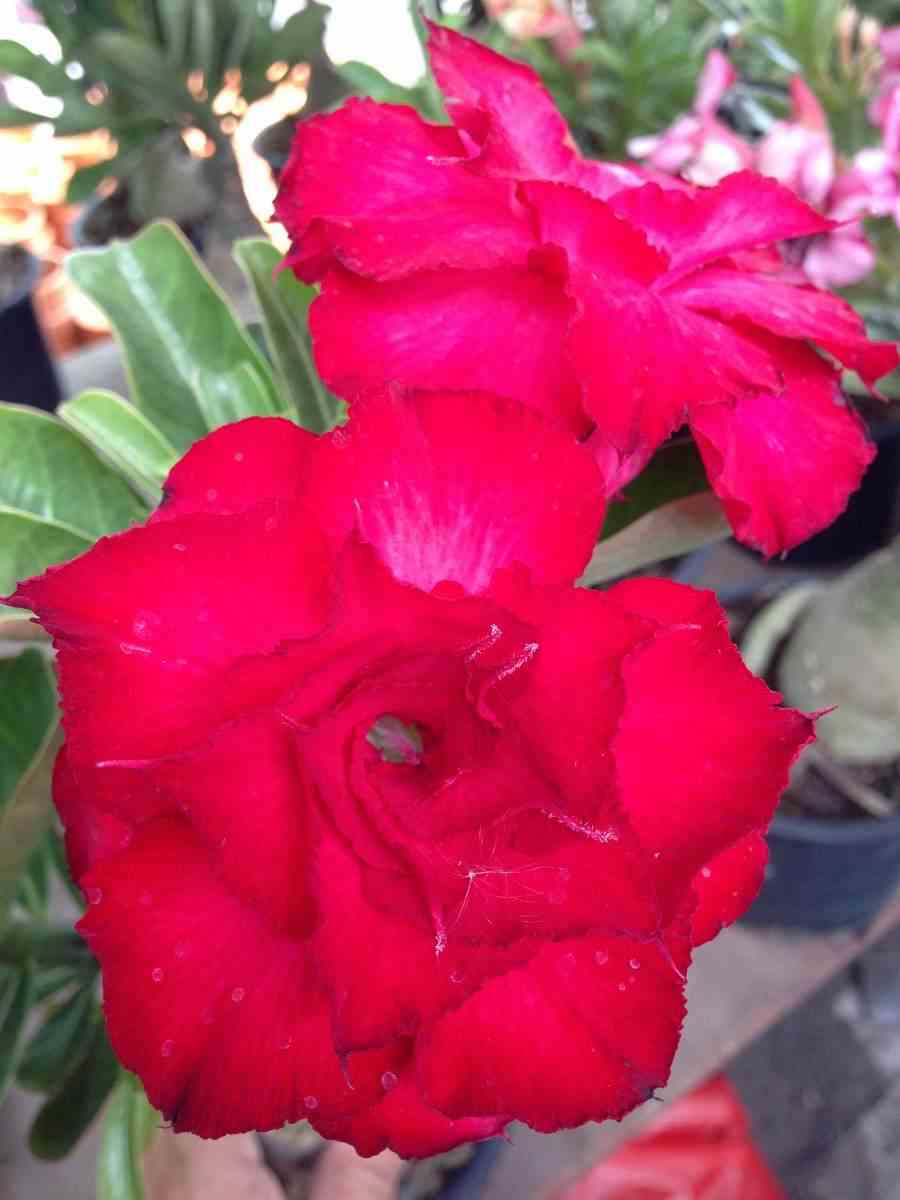 Adenium obesum cv. Veitnum red rouge - taille caudex d'environ 300g 20/25cm