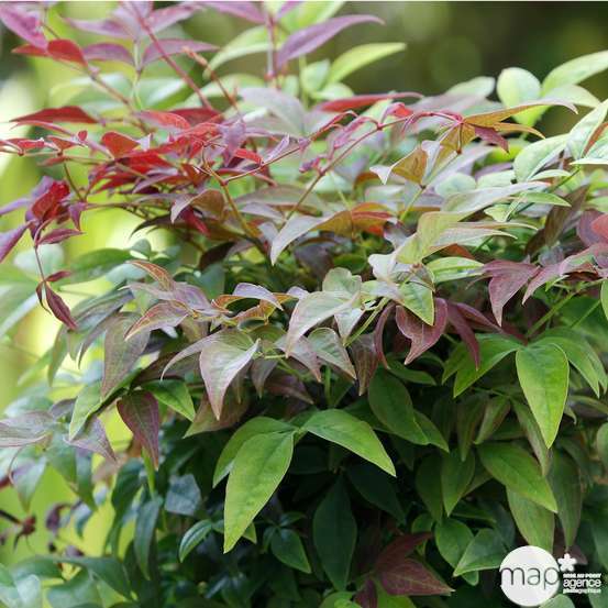 Nandina domestica 'Obsessed ® Seika':ctr 3 litres