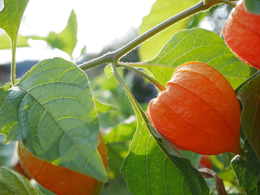 Sachet de graines de physalis peruviana coqueret du perou - sachet de 0,8 grammes - petite entreprise française - made in france