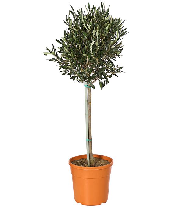 Olive, Stämmchen