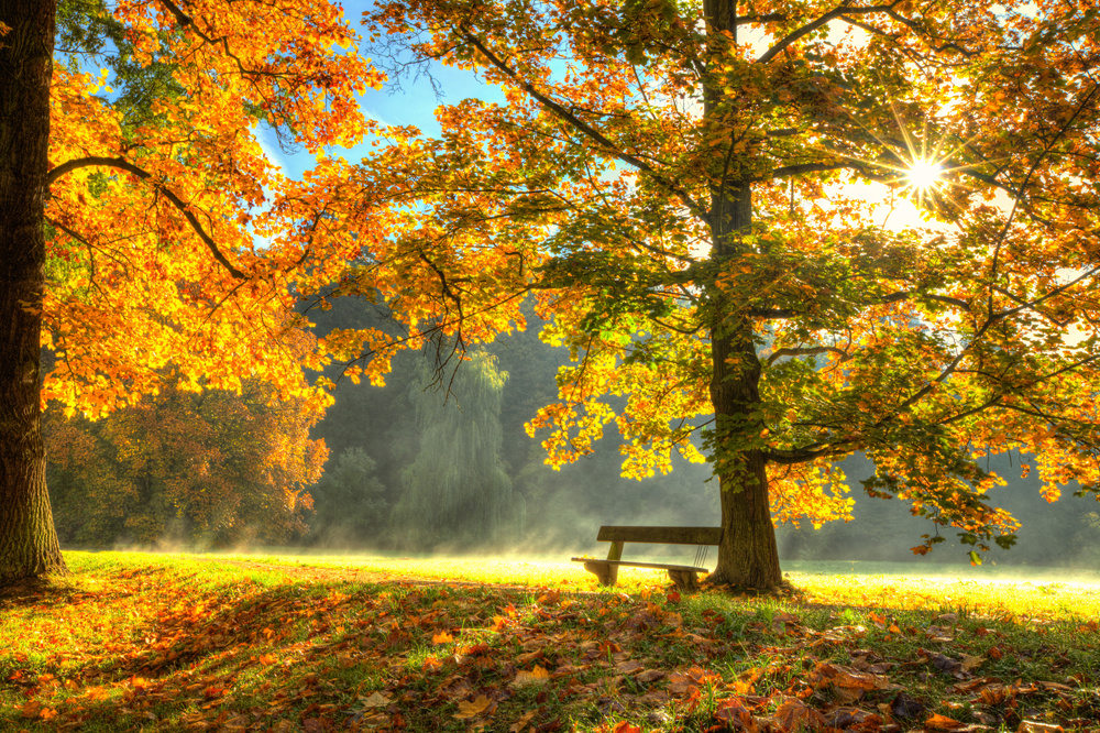 Akustikbild HERBSTWALD 80x120cm, 7kg