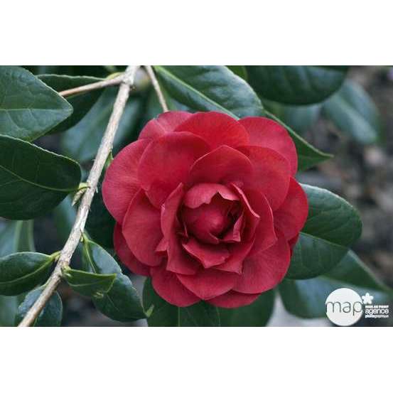 Camellia 'Les Jury' : H 40/50 cm, ctr 3/4 Litres