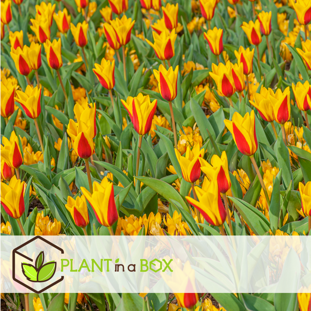 Tulipa stresa - bulbes à fleurs x14 - tulipe - jaune / rouge