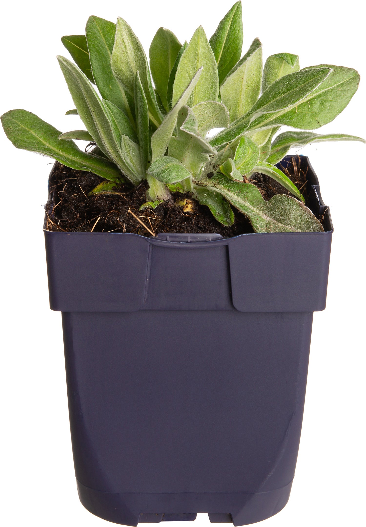 Bergkorenbloem (Centaurea montana 'Grandiflora') D 11 H 40 cm