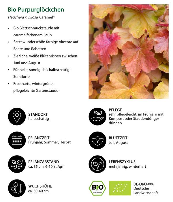 Bio Purpurglöckchen 'Caramel®'