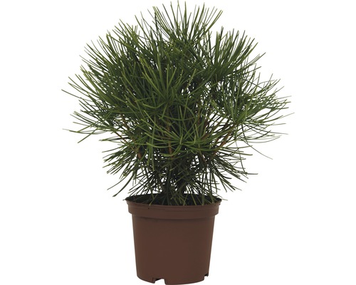Parasolspar FloraSelf Sciadopitys verticillata H 20-30 cm Co 3 L