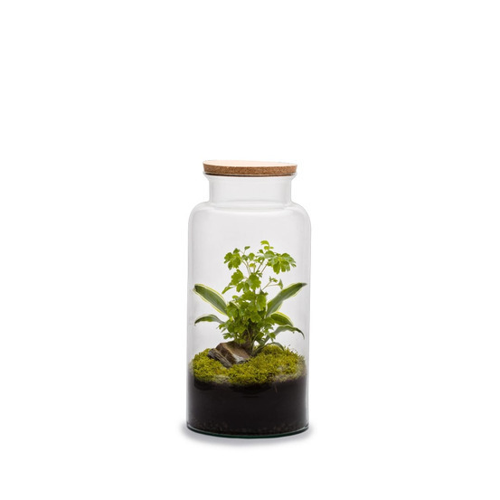 Terrarium Jungle l autonome