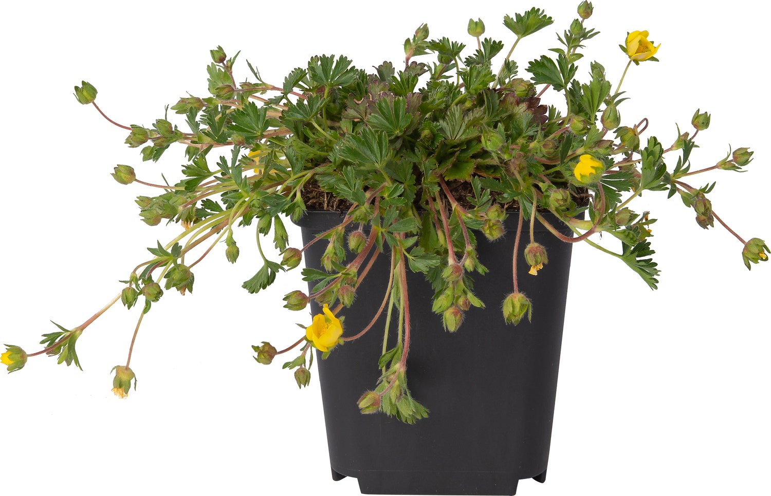 Ganzerik (Potentilla neumanniana) D 9 H 10 cm