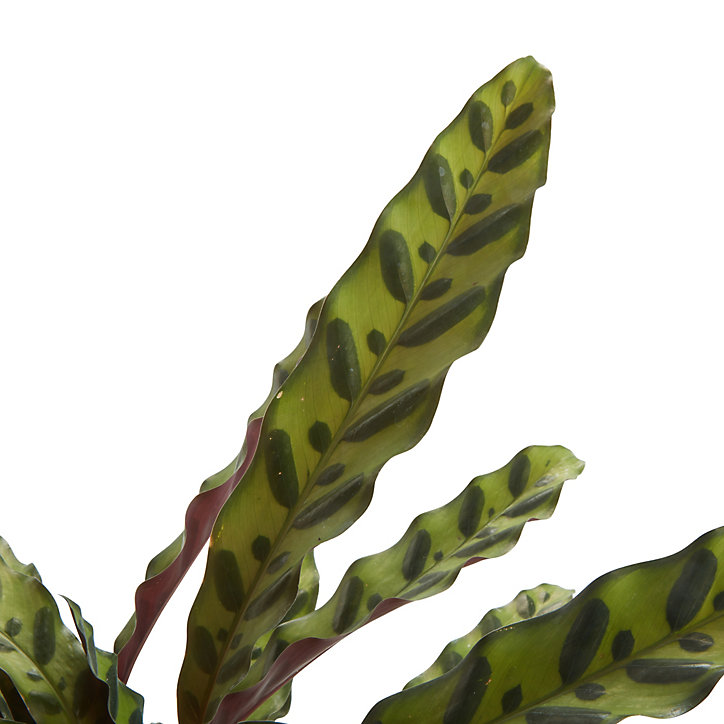 Calathéa lancifolia 14cm