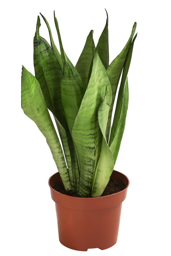 Bogenhanf - Sansevieria trifasciata