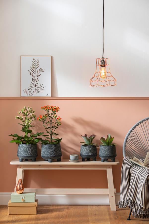 Kalanchoe - Kalanchoe 'Femini'