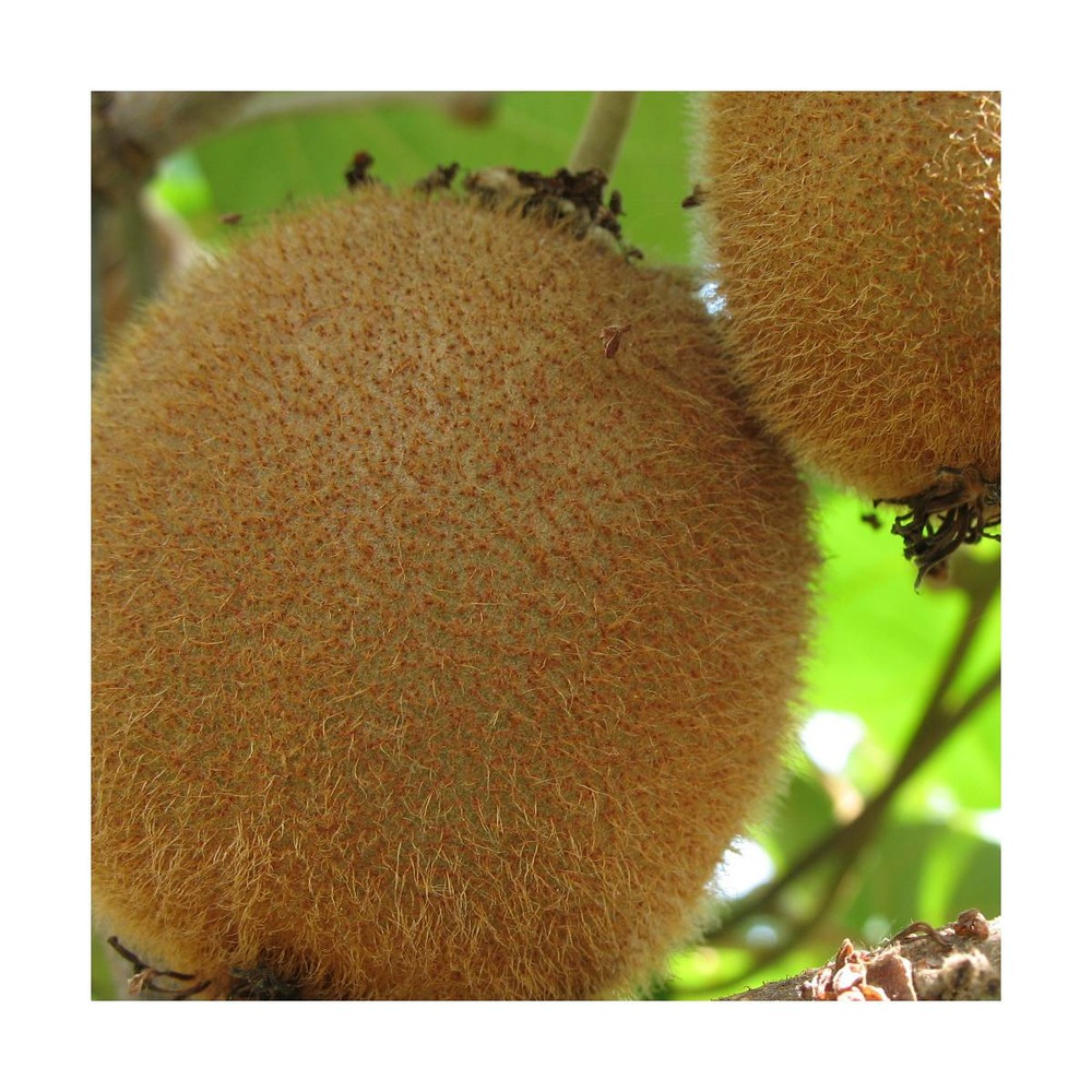 Kiwi chinensis bruno (femelle)/actinidia chinensis bruno (femelle)[-]pot de 3l - 60/120 cm
