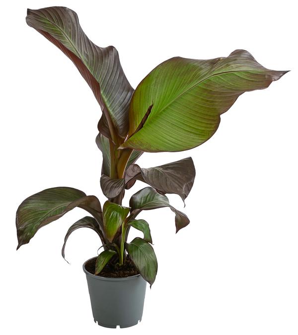Rote Zierbanane 'Maurelii'