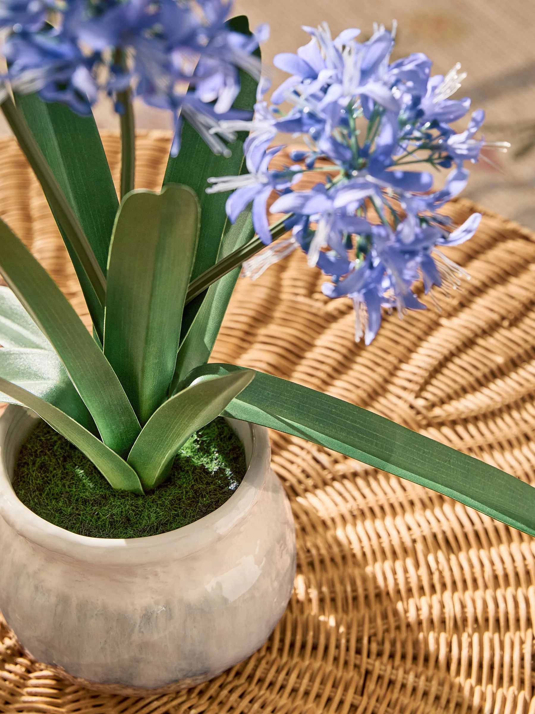 Artificial Agapanthus Plant In Ceramic Pot