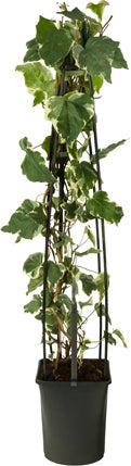 Klimop (Hedera 'Gloire de Marengo') D 23 H 117 cm