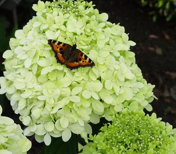 Rispen-Hortensie 'Limelight®'