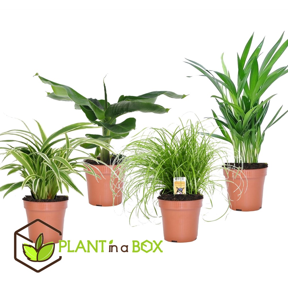 Plantes d'intérieur amies des animaux - mix de 4 - pot 12cm - hauteur 20-40cm