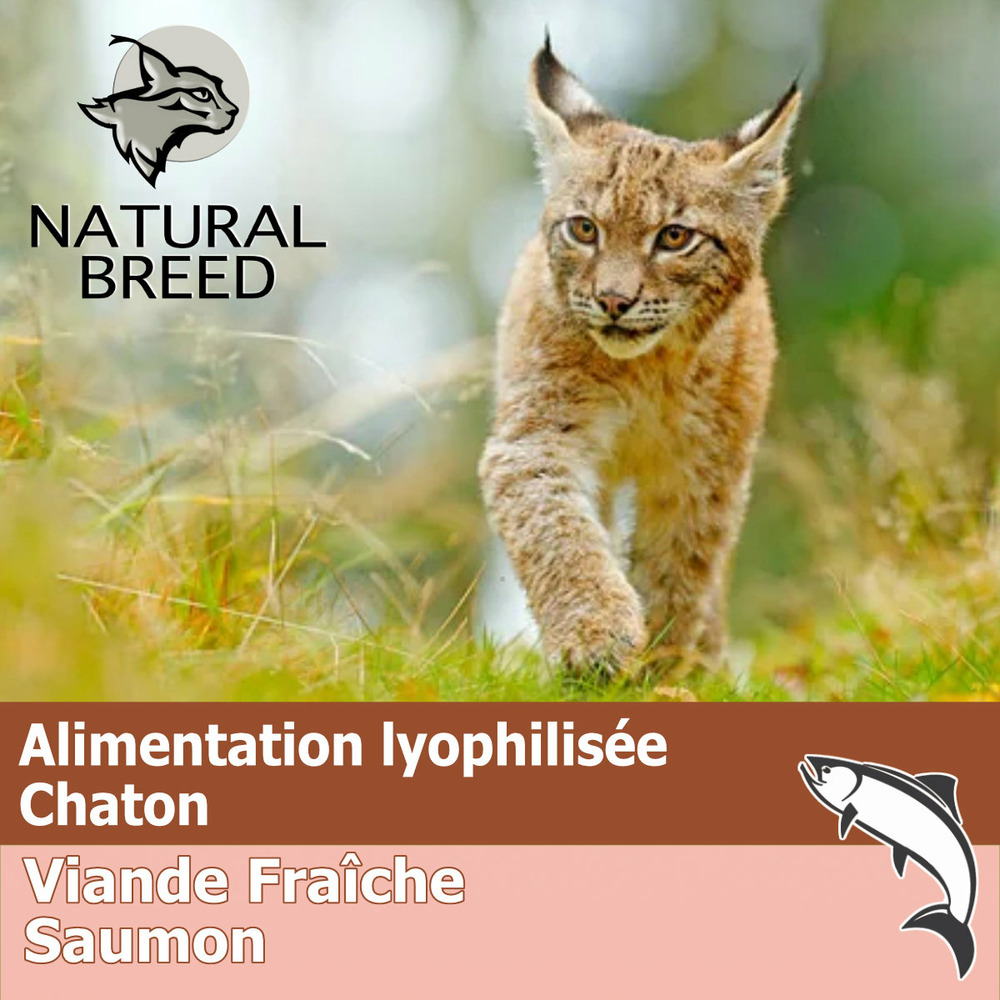 Wild lyophilisé salmon kitten - lyophilisé chaton, saumon frais sans céréales, 200g