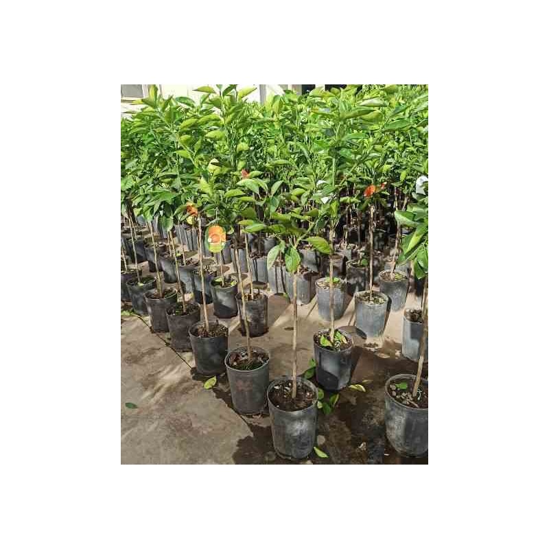 Citrus sinensis (oranger) blanc - taille pot 180l - 200/250cm - peri 60/70
