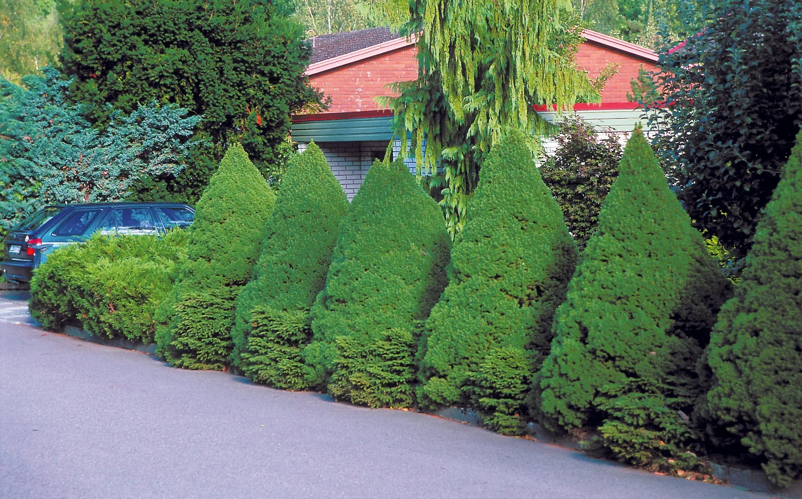Picea glauca 'Conica' Hvitgran 'Conica' Høyde 40-50 cm