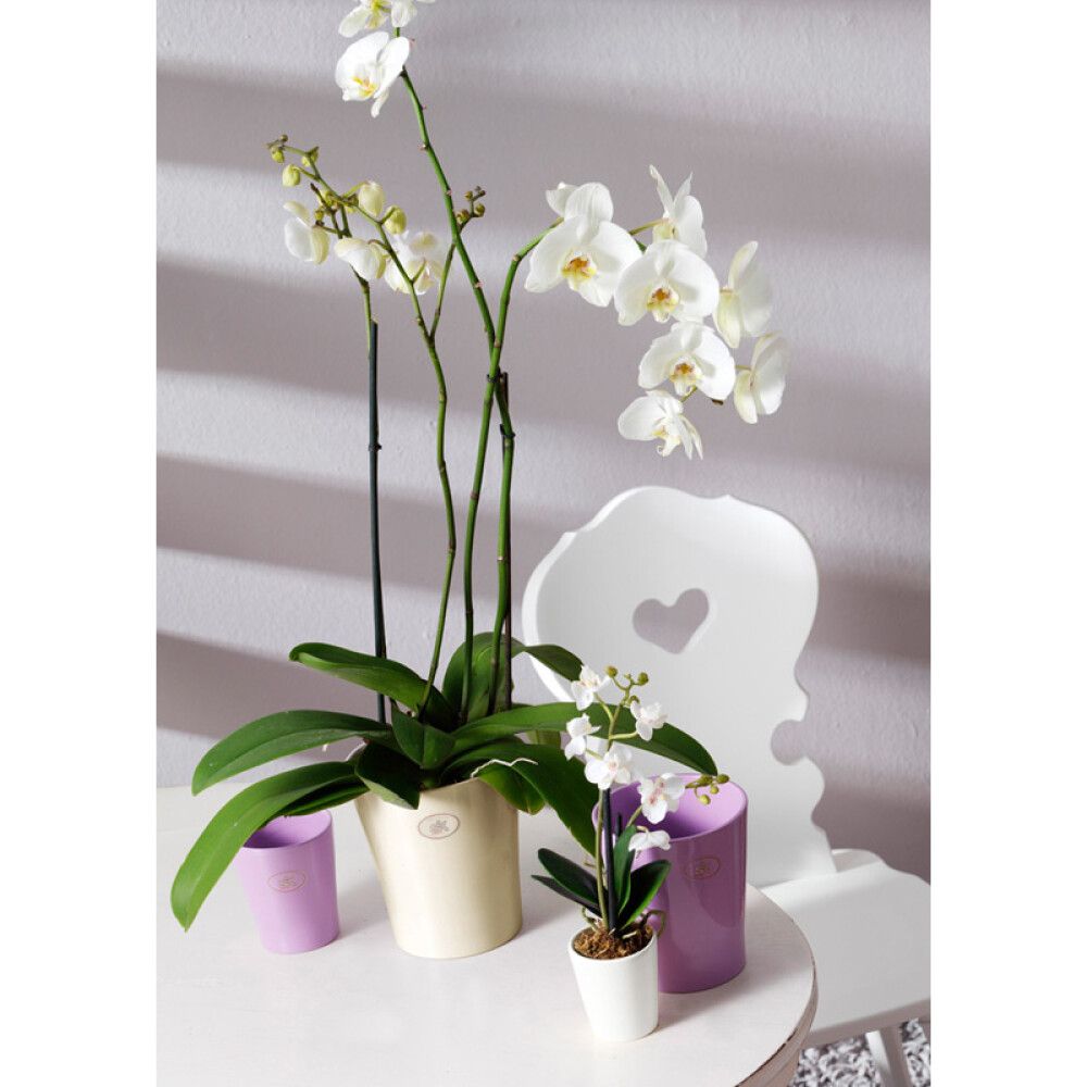 ORKIDÉPOTTE KERAMIKK MERINA 10CM HVIT BLANK