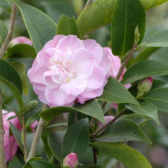 Camelia 'Sweet Jane' : Hauteur 60/70 cm conteneur de 7 litres