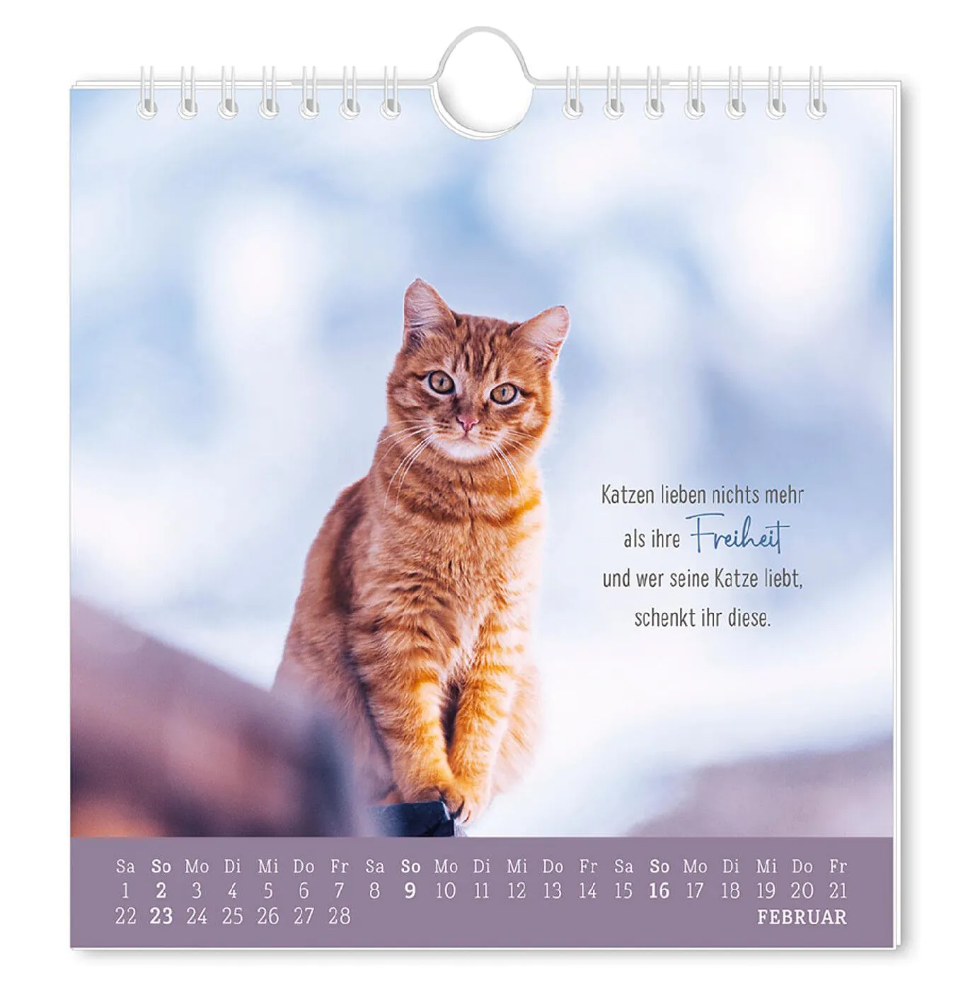 Postkarten Kalender, 2025, Auf leisen Pfoten