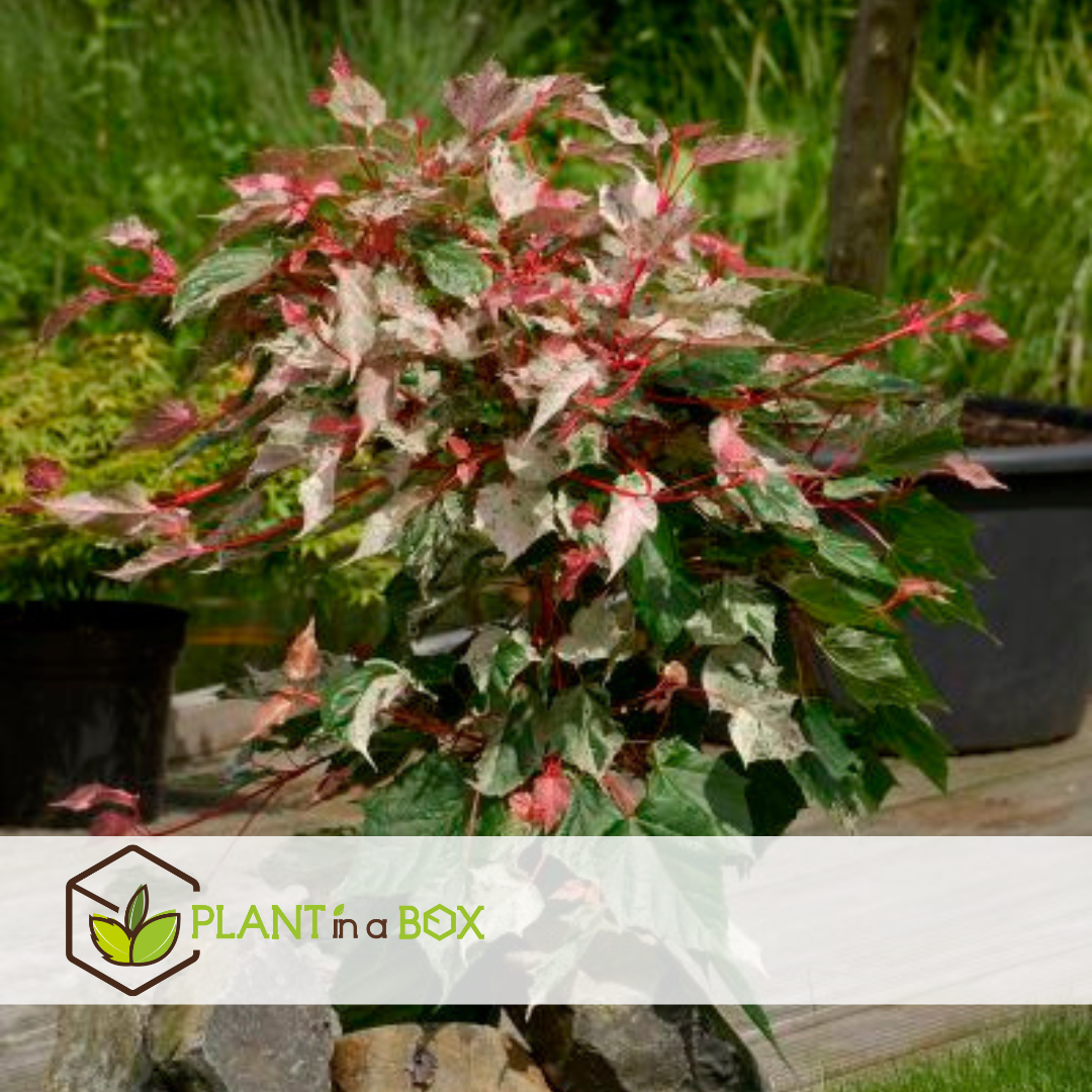 Acer conspicuum 'red flamingo' - erable japonais - pot 19cm - hauteur 50-60cm