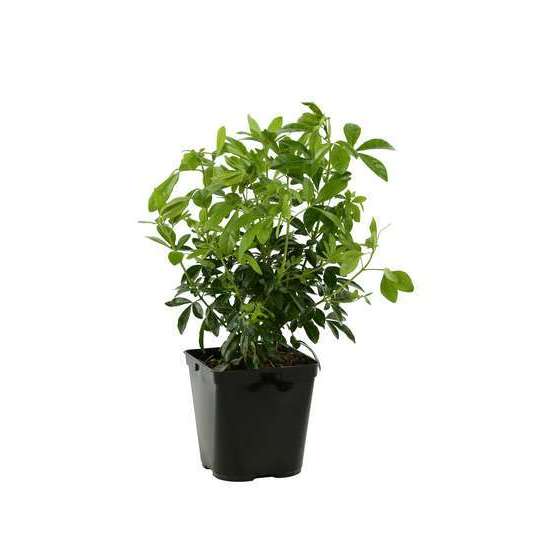 Choisya ternata H.30/40 cm : pot 3 litres