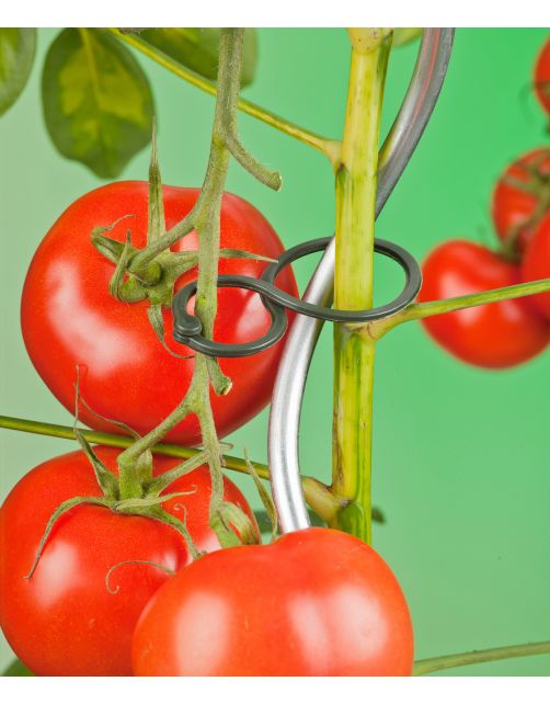 Nature Tomatenplantringen - Klim-En Geleide Artikel - 0.3x4.4x6.5 cm Donkergroen 25 stuks