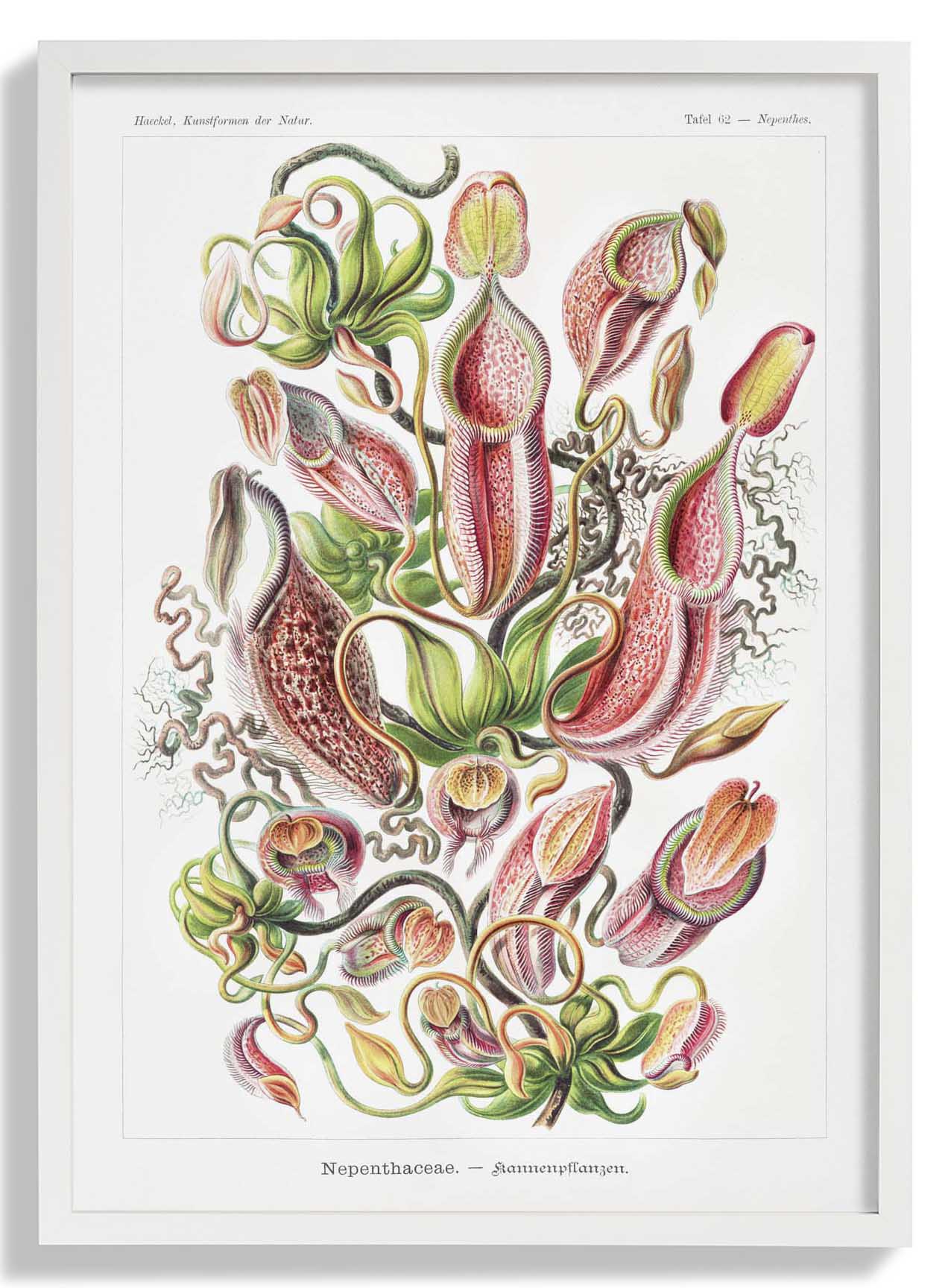 Nepenthaceae von Ernst Haeckel