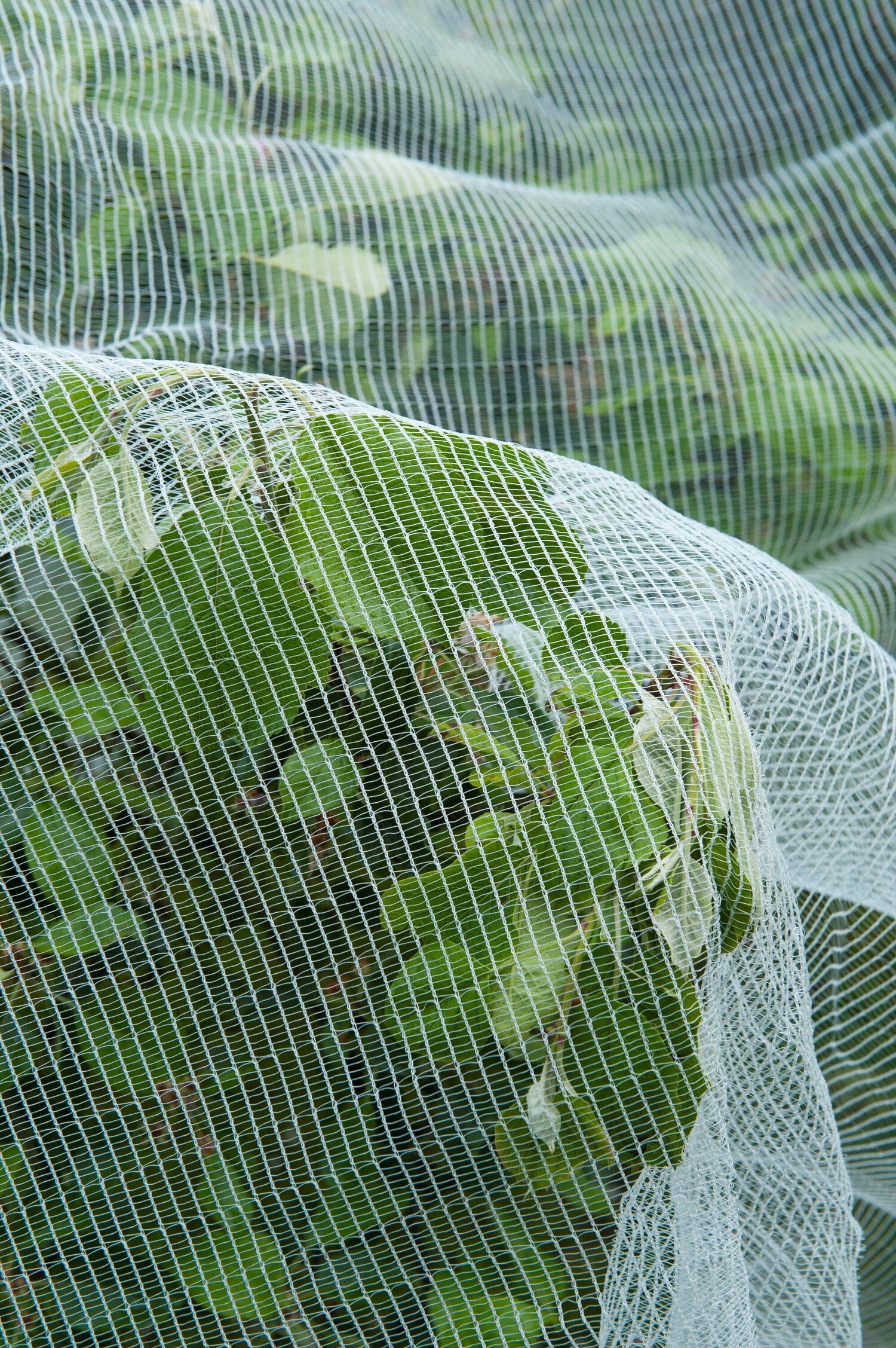 Nature insectengaas tegen fruitmot 5,20x5m
