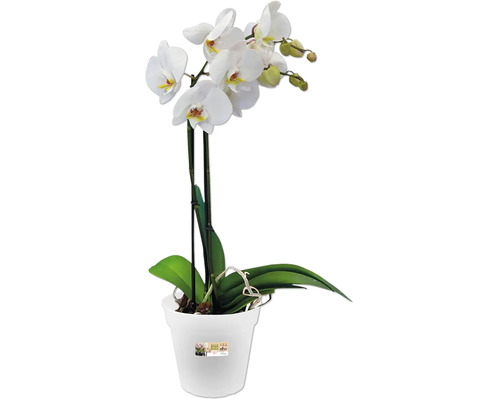 elho Provence orchideeënpot, kunststof, Ø 13 cm, H 12 cm, transparant
