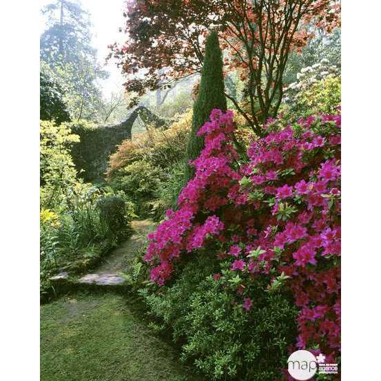 Azalea japonica : H 30/40 cm, ctr 5 L