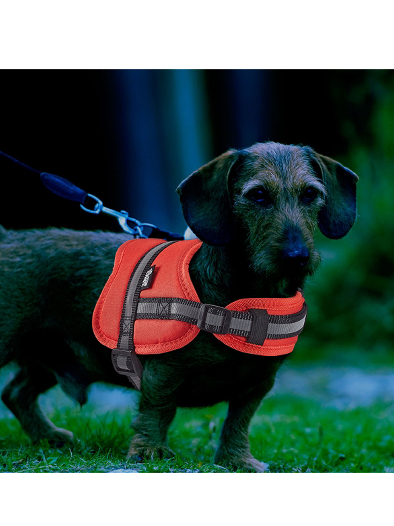Harnais ajustable pour chien
