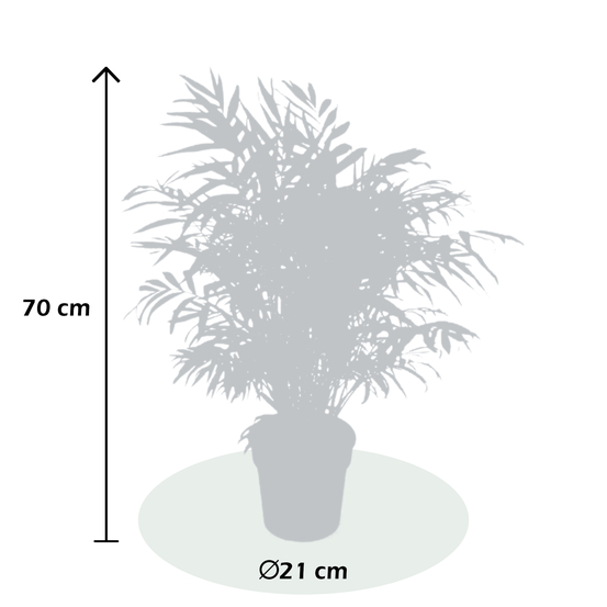 Palmier, Chamaedorea elegans - pot D21cm
