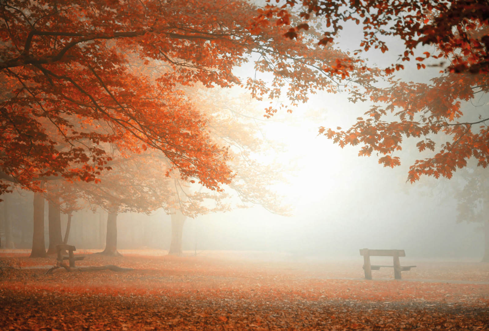 Fototapete DESIGNWALLS 2.0 - orange-rot - Wald - 2,6 Meter
