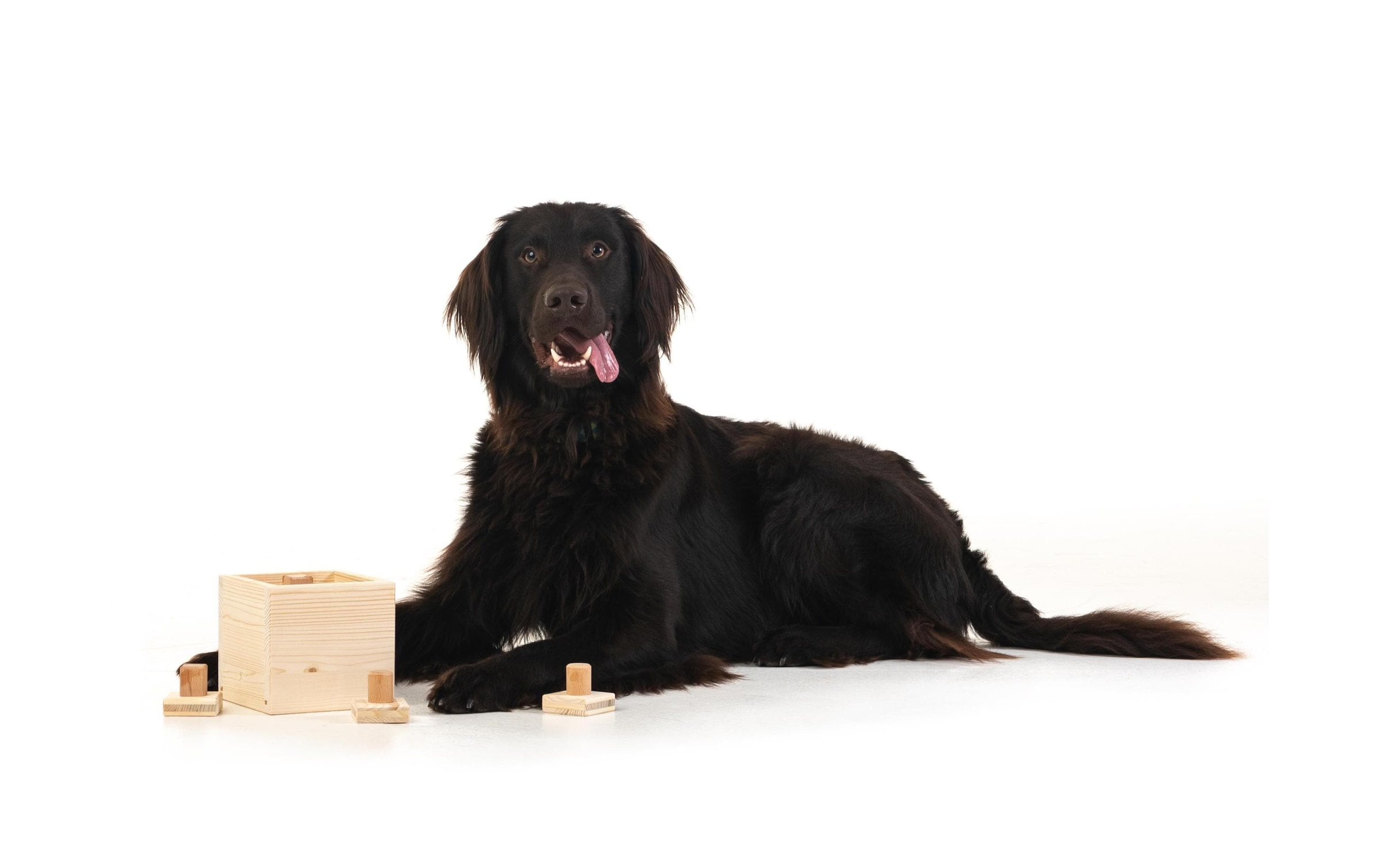 Tier-Intelligenzspielzeug »Hundespiele.ch Babuschka, mittelschwer« Holz Holzart: Buche, Fichte (Deutschland)