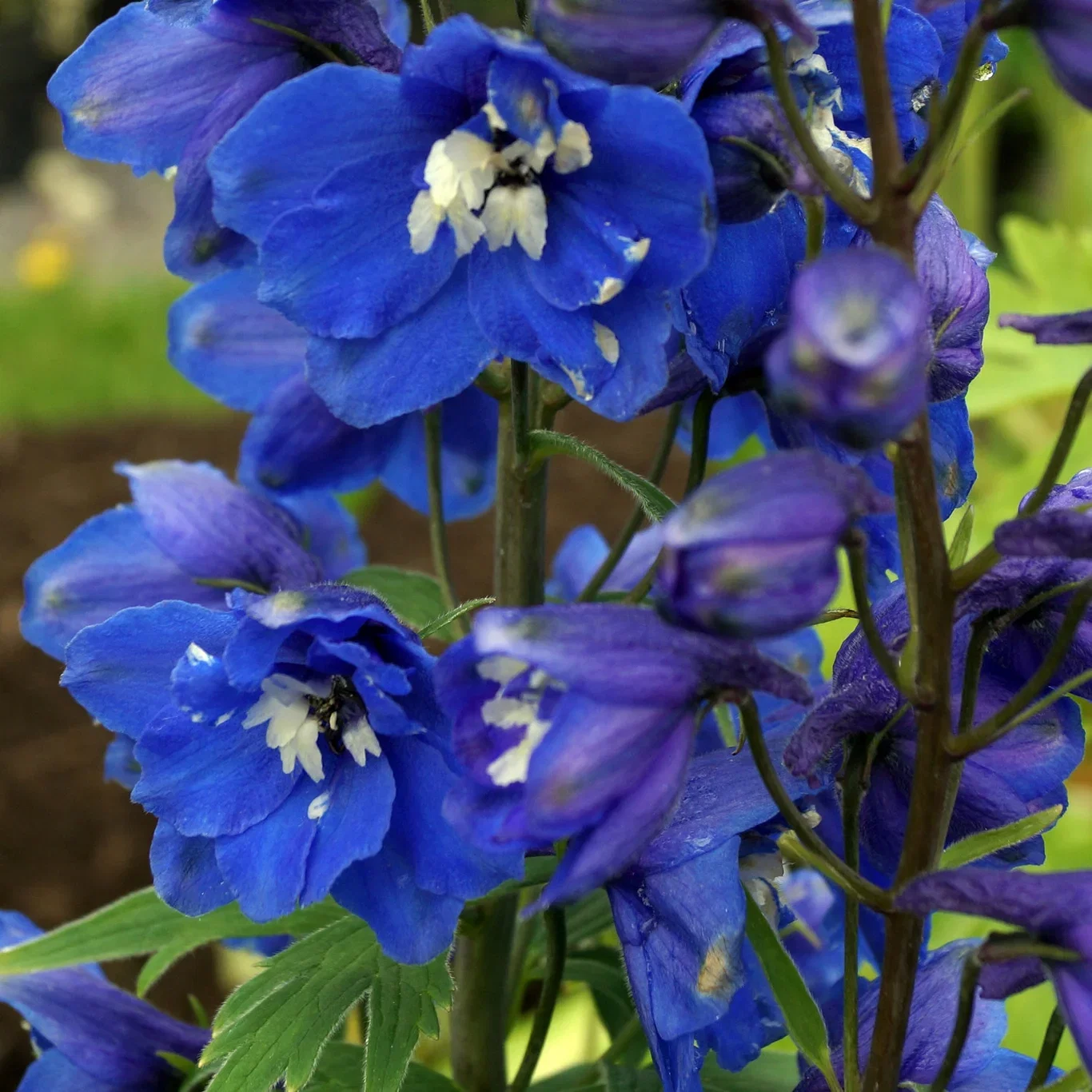 Delphinium (Elatum-Group) 'Blue Bird' Ridderspore 'Blue Bird' Ø11 cm