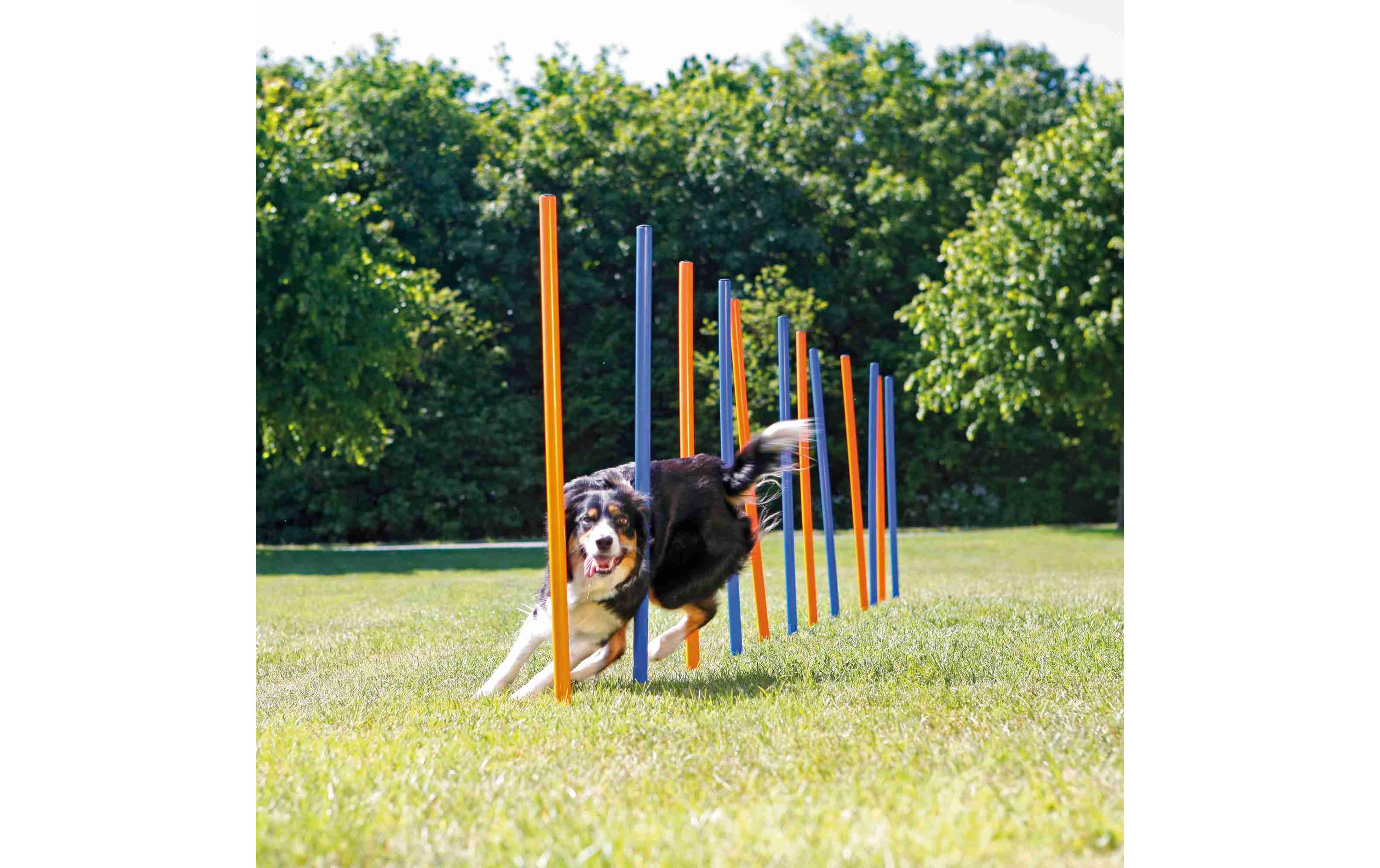 Agility Slalom Dog Activity Set, 12 StangenAgility-Zubehör