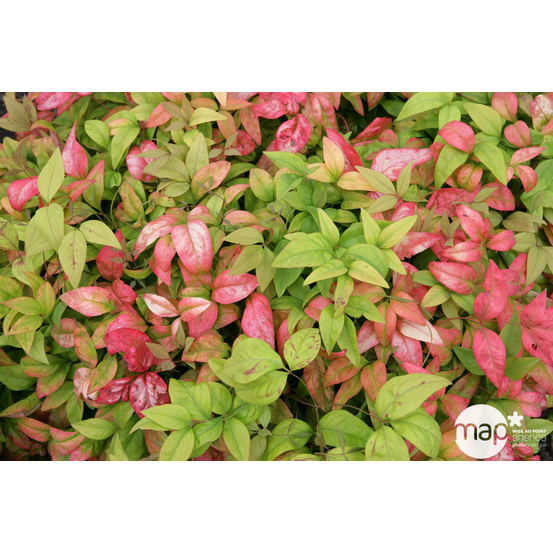 Nandina domestica ' Fire Power ' : ctr 5 litres